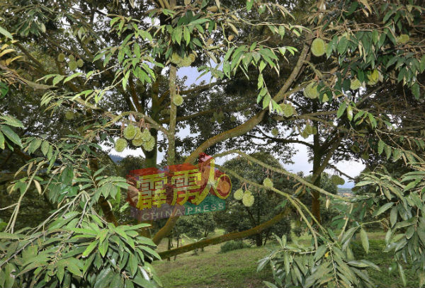 农民种植的猫山王榴槤树，经过12年的时间，首次获得收成。