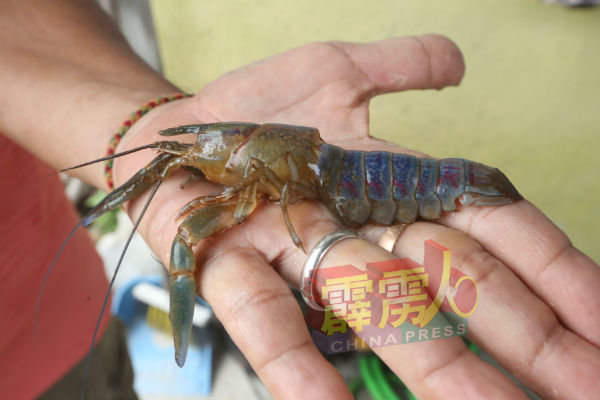 不说不知道，这是小龙虾已脱壳后的壳身，若不仔细瞧得话，还以为是有肉身的小龙虾呢！