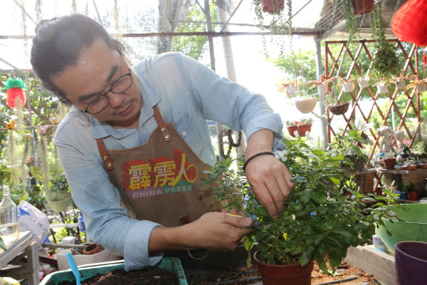 陈秋喜从一盆茂盛的热带的花树上剪下一根枝枒作为秧植用途。