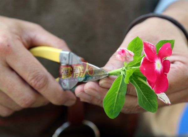 修剪需秧植的花枝。