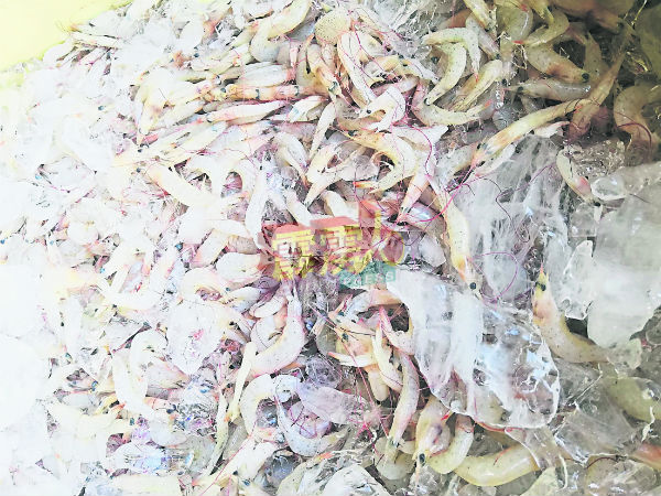 从十八丁海捕获的鲜虾，不受“毒虾”风波影响。