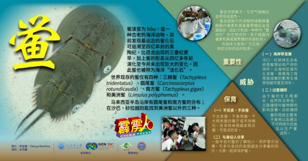 .“来！认识和保育“鲎”展览板，介绍有关“鲎”的重要性和保育资料。