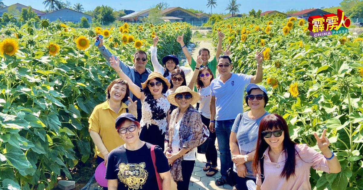 向日葵花园已逐步吸引游客回流，重现人气。