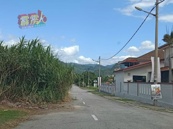 巴占一些住宅区后面,野草长如密林,令人担心引发卫生及安全问题。