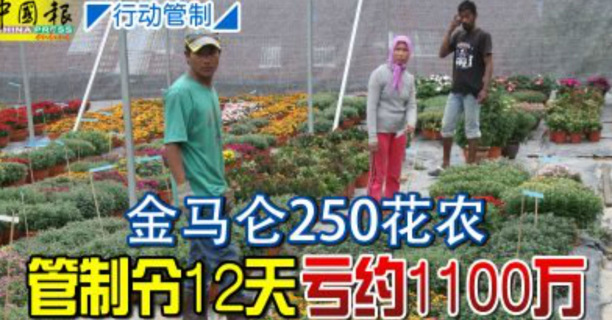 行动管制 金马仑250花农管制令12天亏约1100万 中国报perak China Press