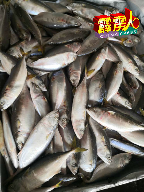甘望鱼从原有的每公斤7令吉50仙，降到2令吉50仙。