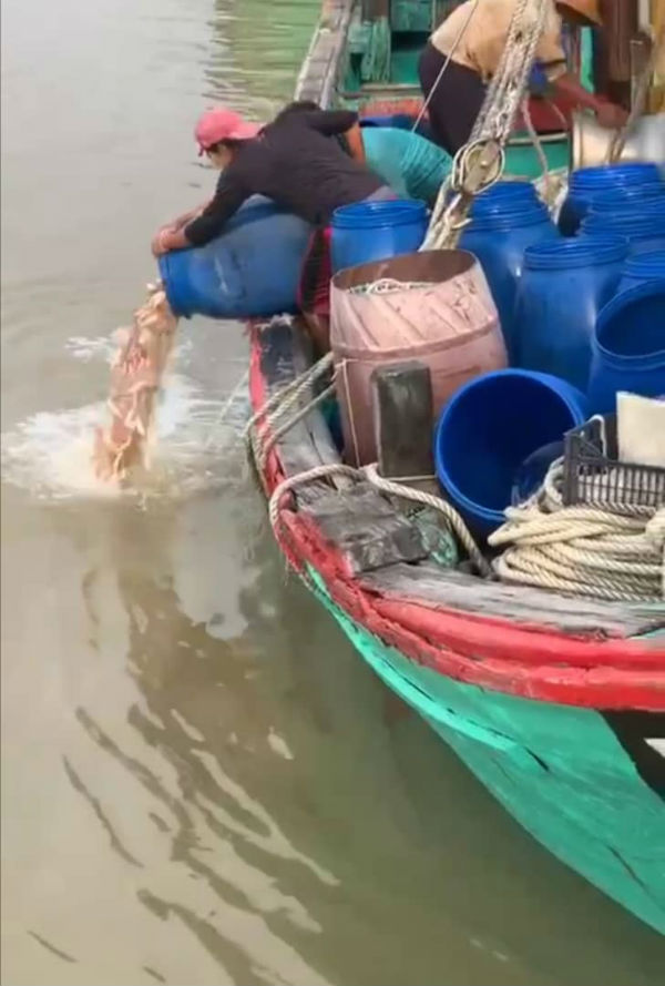 大部分倒海的属低价的“加工用途鲜鱼”。