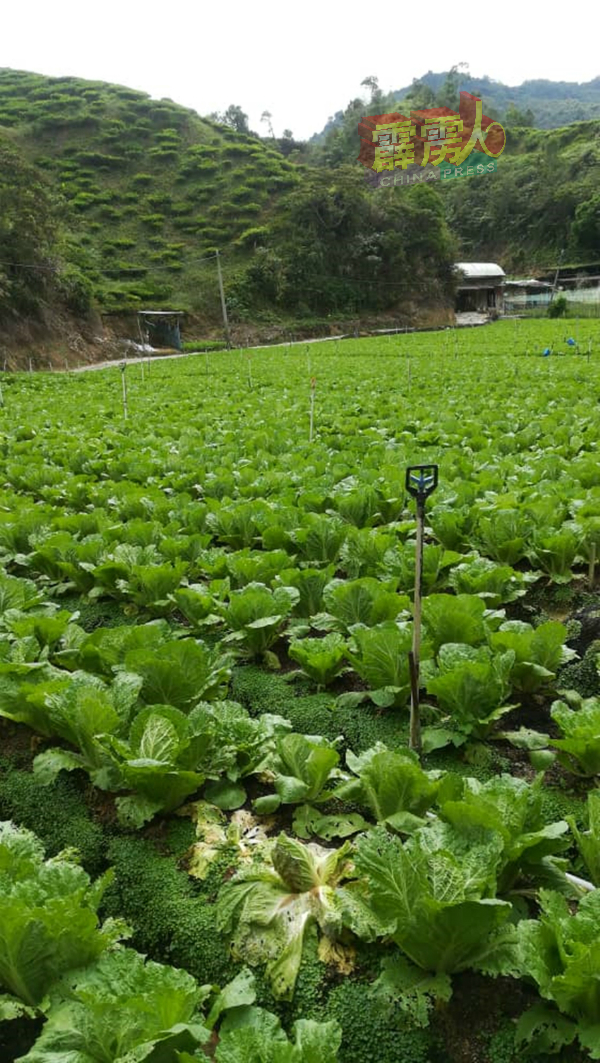 金马仑高原菜农在行动管制下，面对亏损，但随着政府、非政府组织认购、菜农廉售、转捐民众及线上售卖等途径，已减缓农友亏损。