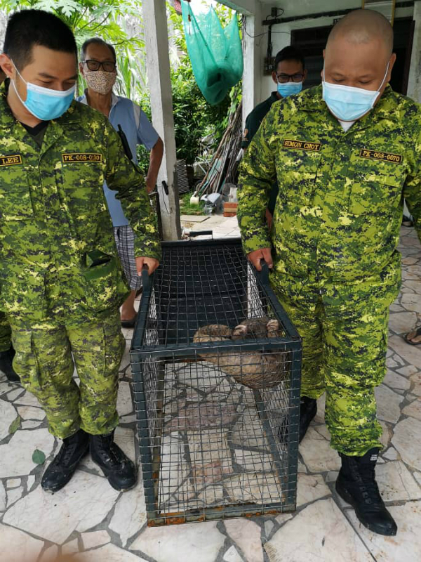 志愿警卫团队员协助捕捉误闯民宅的穿山甲。
