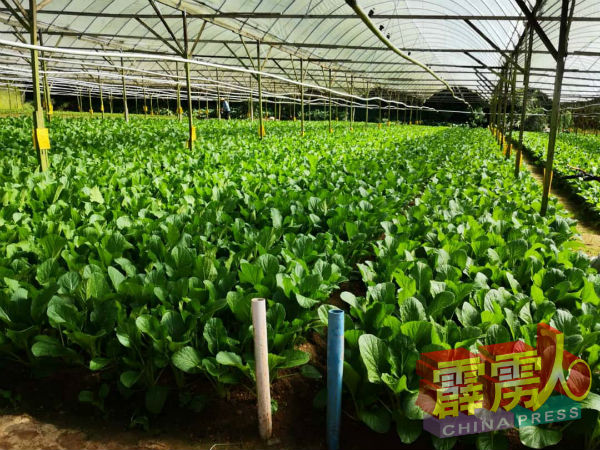 新冠肺炎疫情及行动管制期间蔬菜过剩,以致金马崙农业严重受挫。
