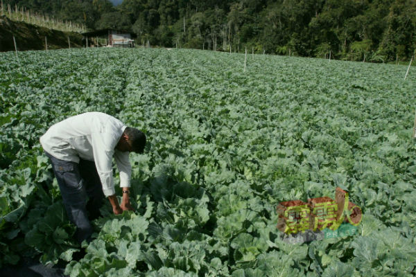 行动管制令初期，金马崙蔬菜过剩，每天蒙受约20万令吉至30万令吉的损失。（档案照）