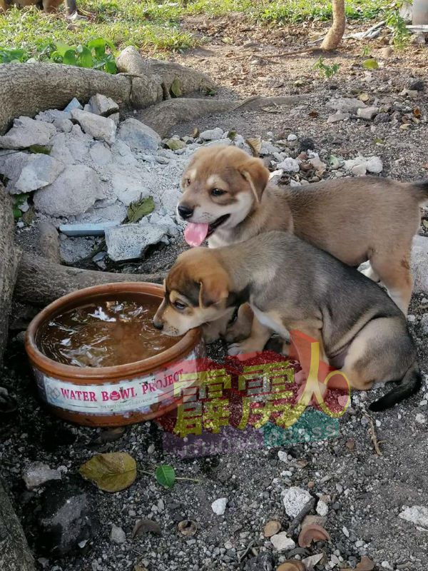 爱心施粮组织欢迎市民申请盛水皿器供流浪猫狗食用。