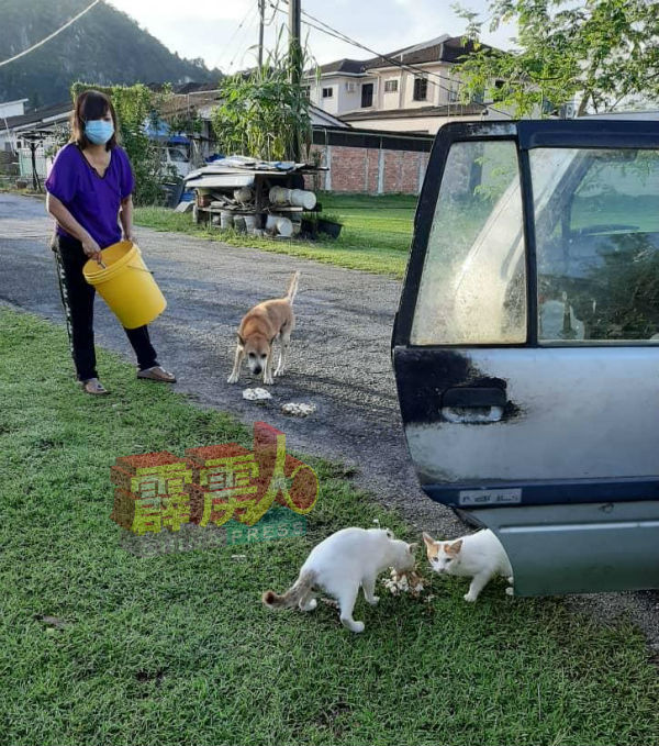 热心人士在路边喂食流浪猫狗，发挥爱心。