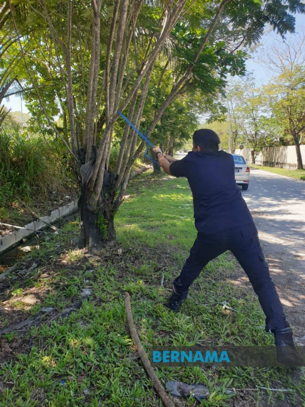 警员协助受困在树上的果子狸脱身。（图取自Bernama 面子书）