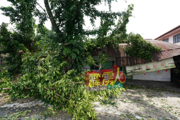 一些住家前的大树遭狂风颳倒后，倒压在一旁屋子上，所幸没有造成伤亡事件 。