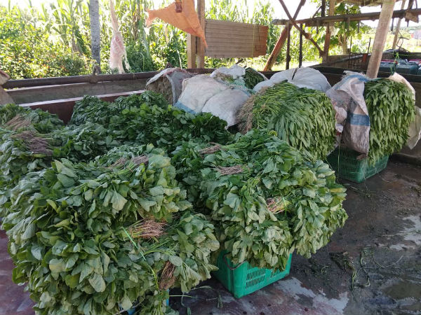 来自仕林河农业局粮食永续生产园的菜农面临着蔬菜滞销问题。（受访者提供）