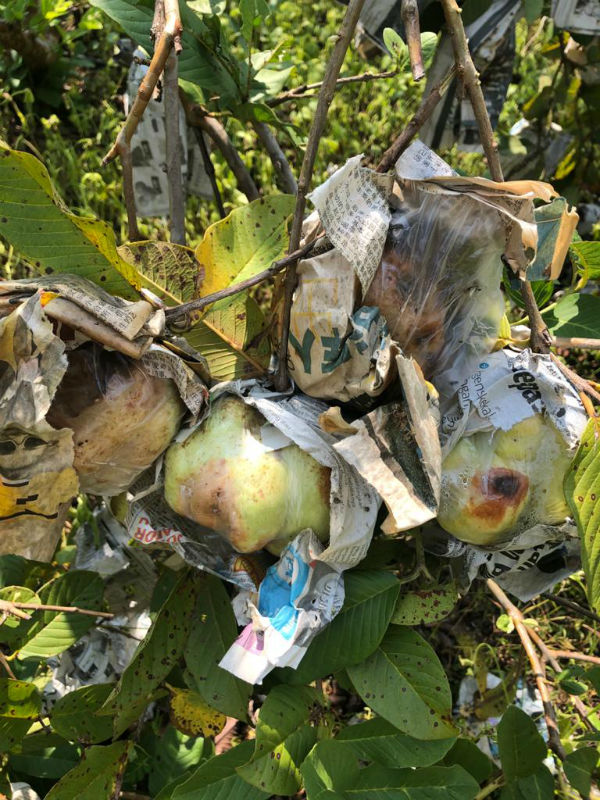 菜农及果农只能任由蔬果腐烂，也因此每日都会面对不同程度的亏损。（受访者提供）