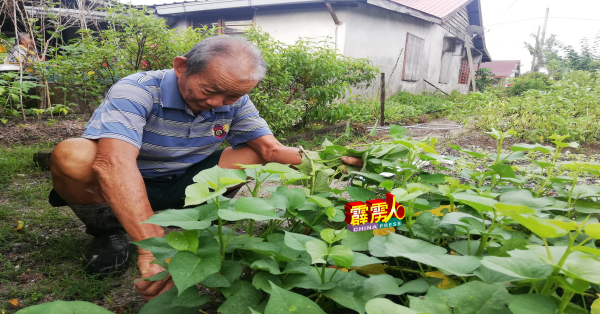 黎亚虾每天在屋旁小菜园劳作,除了有满足感,也当着是活动筋骨强身运动。