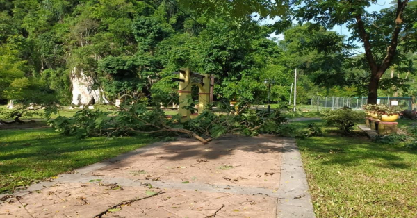 怡保昆仑浪公园周三遭受暴风雨蹂躏,许多树木倒下。