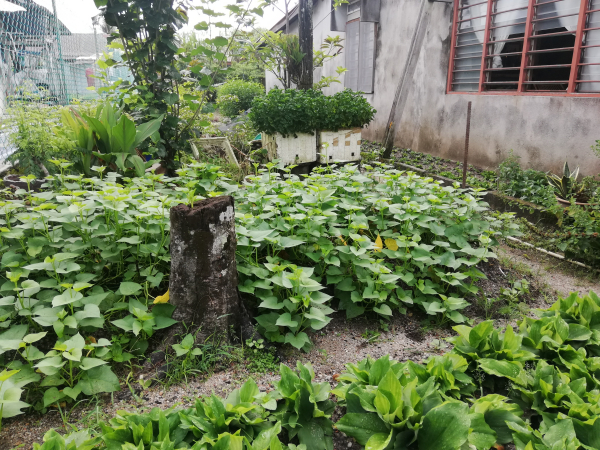 屋旁的空地在努力耕耘下,变成了小菜园天地。
