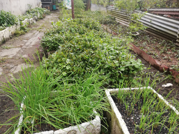 屋旁的空地也种有不少草药,草药自用也帮到有缘人。