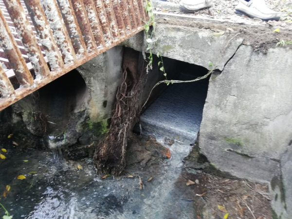 树根延伸入沟,除了造成阻塞影响排水,也导致洋灰沟壁破裂。