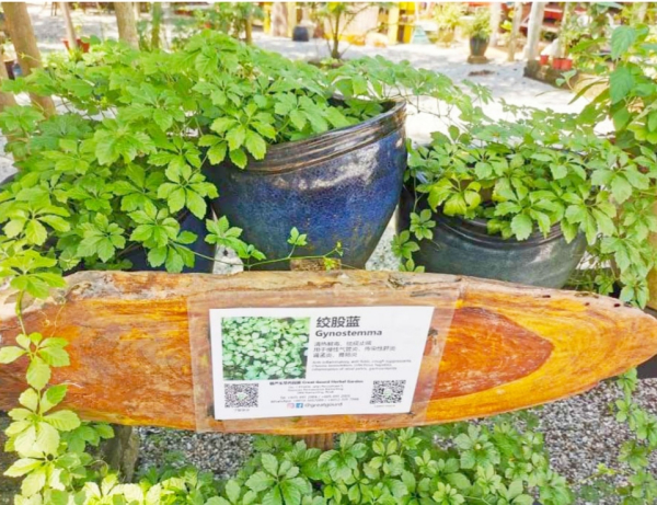 草药附有图文说明看板,让参观者一目了然。