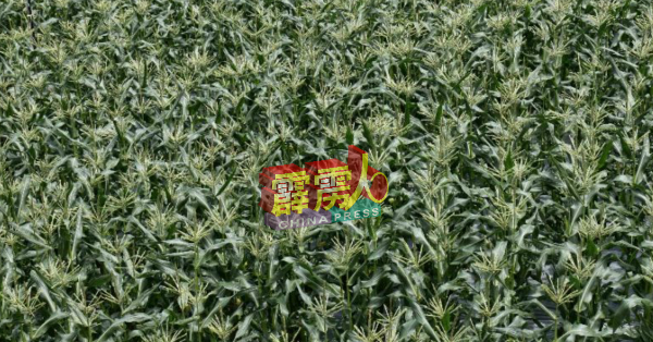 在非法农地漂白计划下,非法农民可以土地租赁的方式,继续进行农耕活动。(档案照)