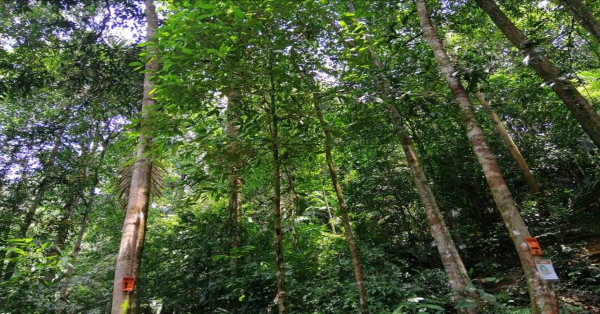 在拉律山37区处的保留地因巫裔男子的农耕而遭破坏。