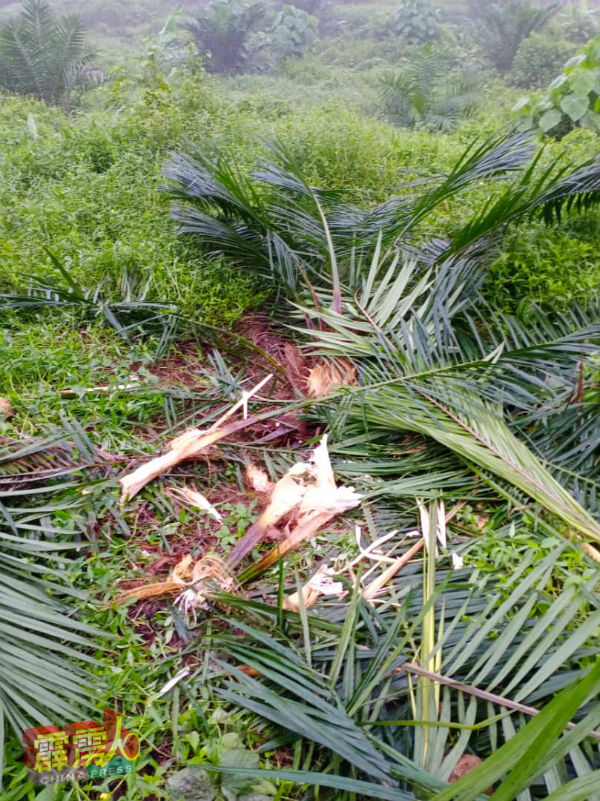 油棕园内的油棕树遭到野象破坏。  