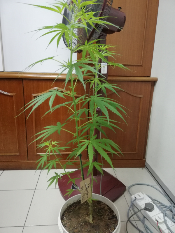 展示肃毒组官员充公的大麻树。