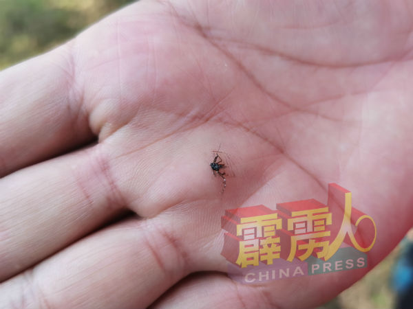 植旷荣步入打昔英德花园的草丛旁便被蚊子盯上。