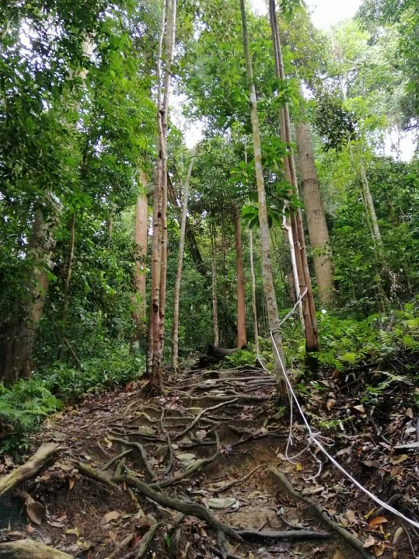 拉律山捷径山路深具大自然，登山客也很照顾大自然，不会破坏。
