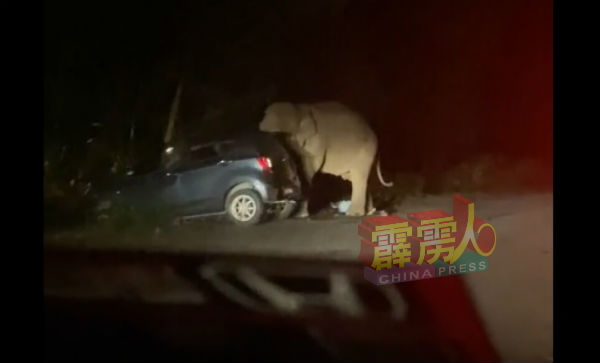 因后方轿车鸣笛惹恼野象，1辆轿车突遭野象攻击。