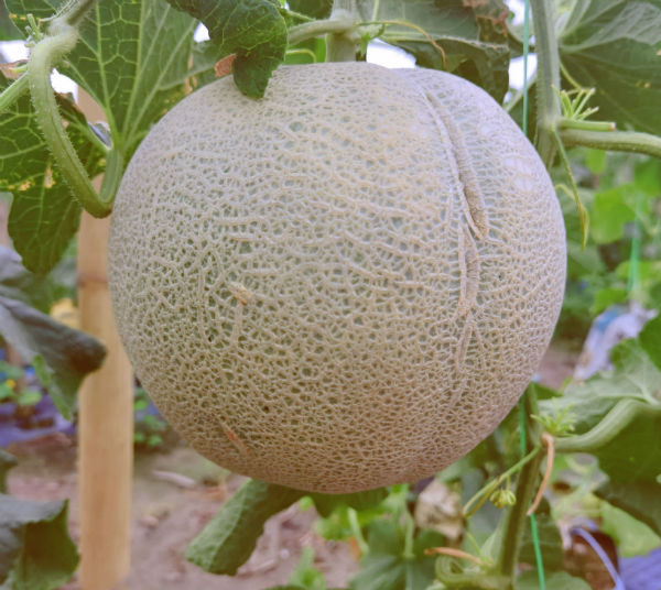 1万7000棵日本品种的洋香瓜，如今已到丰收季节，预计8月尾就要全采摘及翻种，有意的朋友赶快喔。