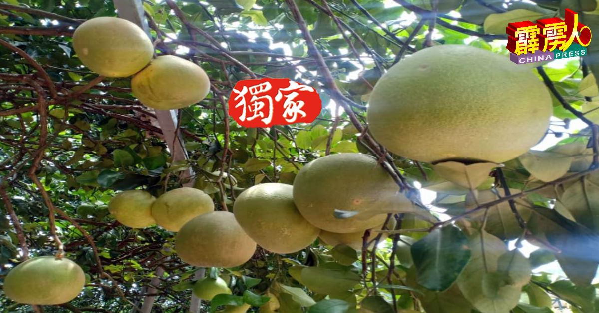 结满果实柚子树，必须在开花结果时获得悉心照料才有丰盛收成。