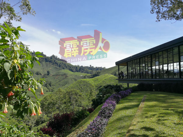 在一片郁郁葱葱、壮观整齐铺开的茶树旁品茶,是金马仑游客不愿错过的活动之一。