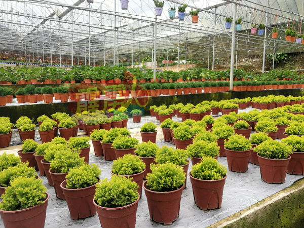 彩湘花园国种植近300种各类的大中小型盆花,出产及供应至全国各地。
