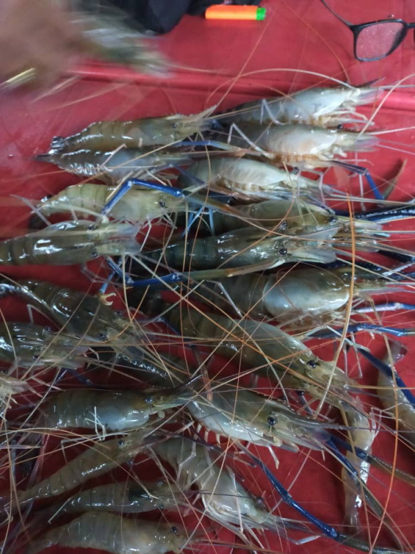 肥美的老虎虾,是桌上佳肴。