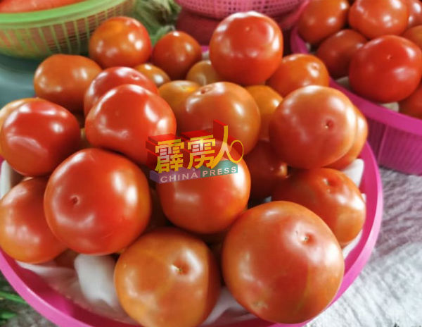 蕃茄价格也因雨季关系价格逐渐回温。