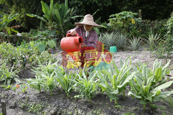 农人们每日风雨不改，打理园内的各大小农活，乐此不彼。