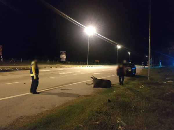 水牛在路上游荡，会危及道路使用者的全安。（图取自华都牙也县议会面子书）