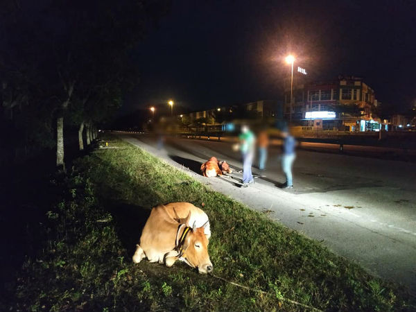 水牛在路上游荡，会危及道路使用者的全安。（图取自华都牙也县议会面子书）