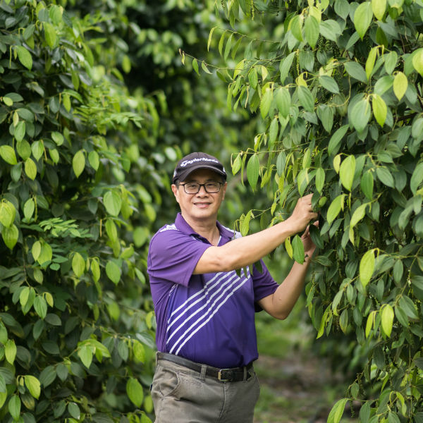 一直以来种植楜椒业是以东马一带闻名，但其实安邦也有楜椒园。