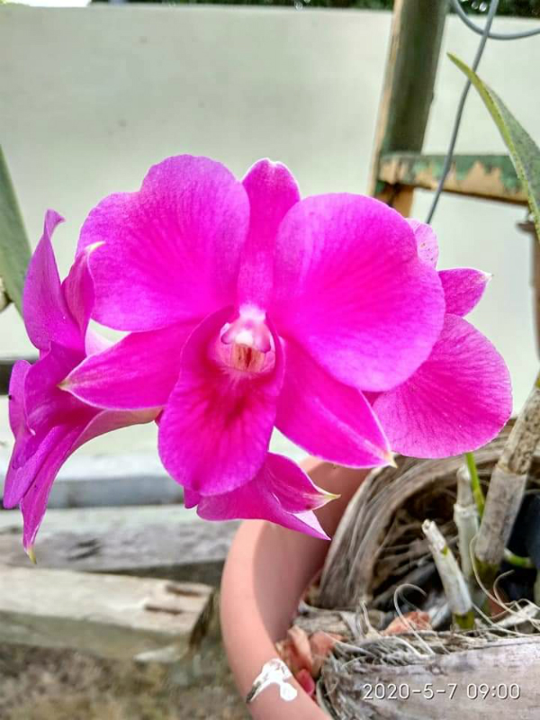 艳丽的胡姬花，也是花王级的花卉。