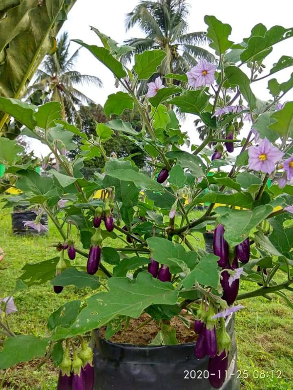 校园内种植茄子，有得赏花又有得品尝，一举两得。