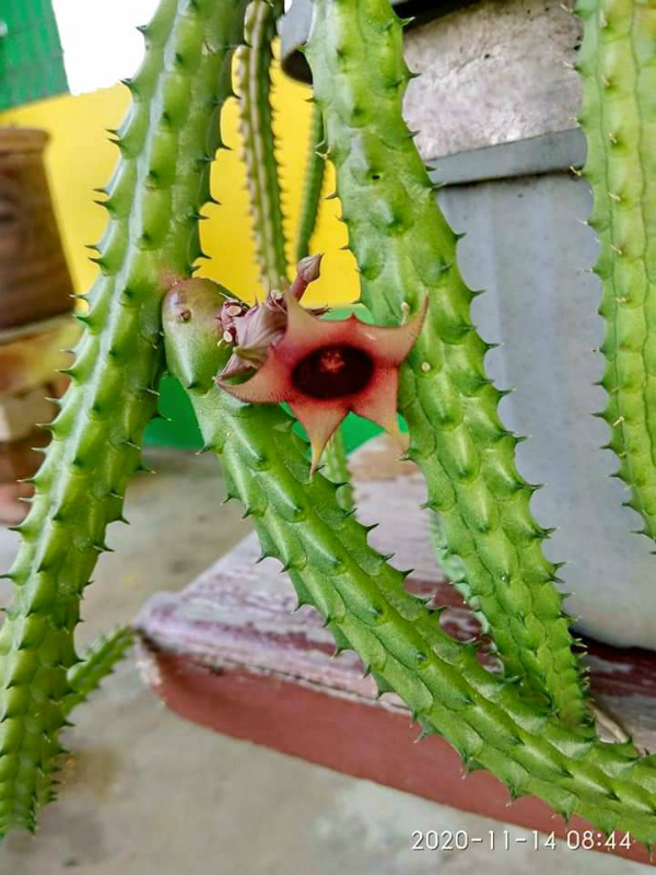 仙人掌的花朵，那是“仙花”吗？