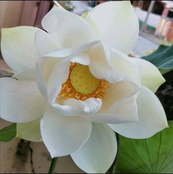 尹玥心亲自栽种的硕大白莲。