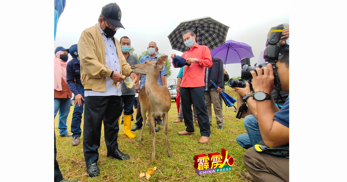 阿末韩查（左）为鬣鹿喂食香蕉。