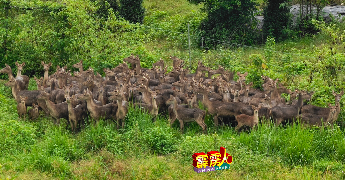 霹雳州是国内最大的鬣鹿养殖州。